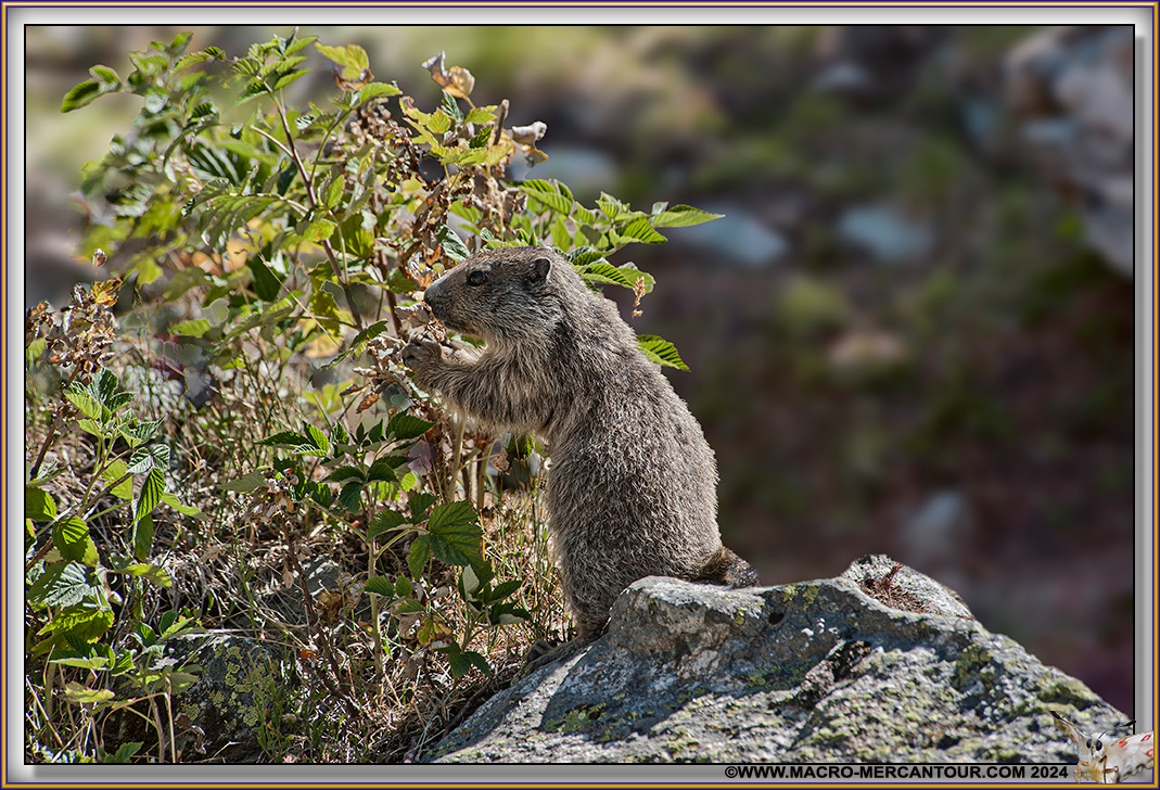 MARMOTTES